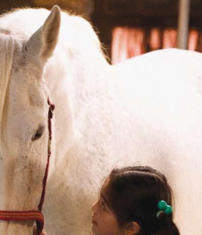 Waar is het paard van Sinterklaas?