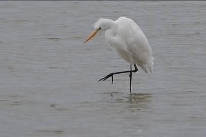 zilverreiger