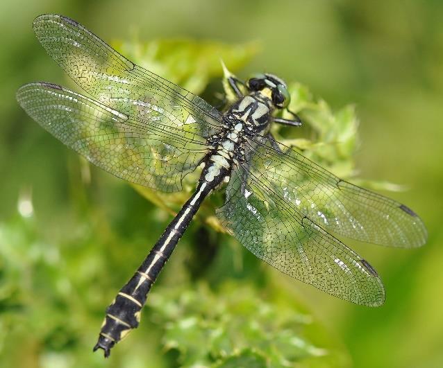 De andere rombout, de plasrombout, heeft op de schouder dunnere strepen en aan het einde van het lichaam is deze recht. De beekrombout is daar verbreed. Beekrombout mannetje met breed achterlijf.