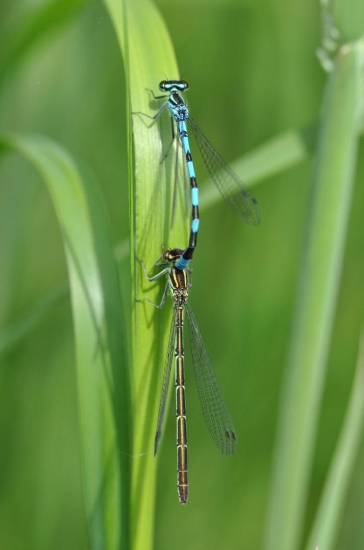 10.Speerwaterjuffer ( Coenagrion hastulatum) Het mannetje is een blauw juffertje met op S2 een speertje of een