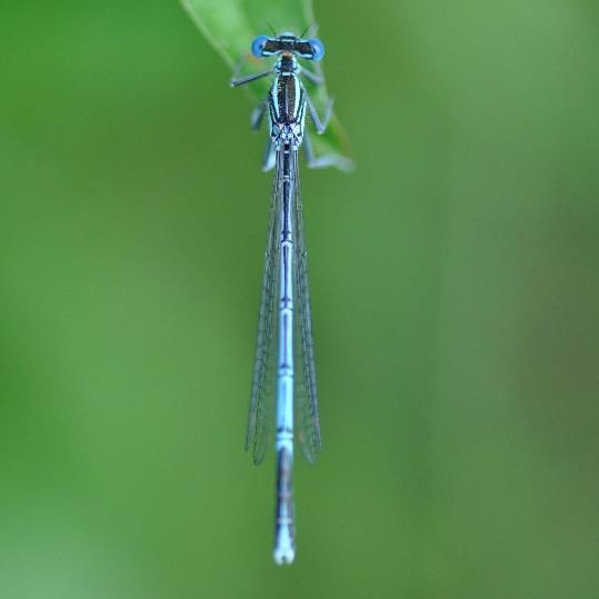 Azuurwaterjuffer man. Hoefijzertje tweede segment. Vliegtijd: mei eind juli. MAX: 14-07-2009. Vlieggedrag: Veelal tussen de vegetatie. Habitat: Allerlei watertjes met waterplanten.