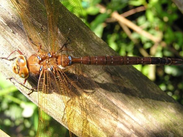 gemelde waarnemingen. 4.Bruine glazenmaker ( Aeshna grandis) Een makkelijk te herkennen grote glazenmaker die vrij rustig boven middelgrote wateren vliegt.