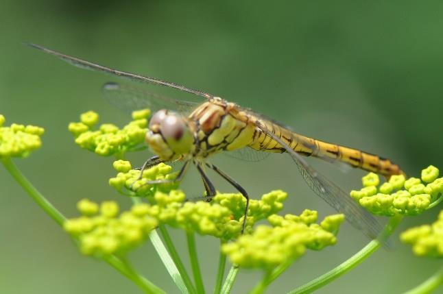 Iets kleiner dan de bruinrode heidelibel Steenrode heidelibel man niet uitgekleurd. Steenrode heidelibel vrouw. Zie de snor. Vliegtijd: juli tot begin oktober.