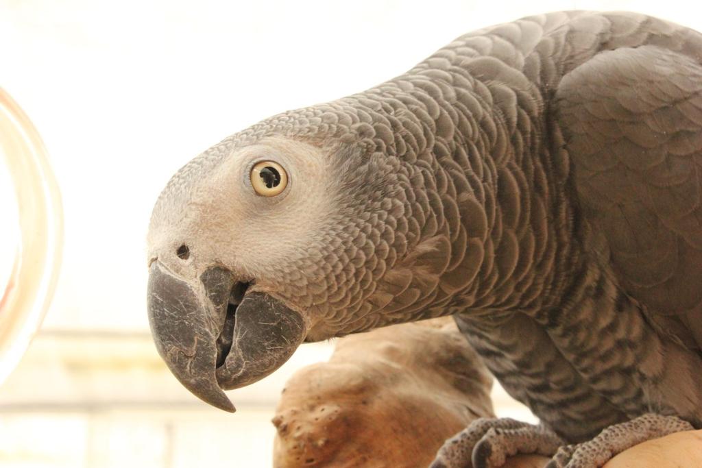 Naam: Hallo Naam: Bingo Goffins kaketoe Cacatua goffiniana Engels: Goffin's cockatoo Duits: Goffinkakadu Hallo is al een vrij oude vogel.