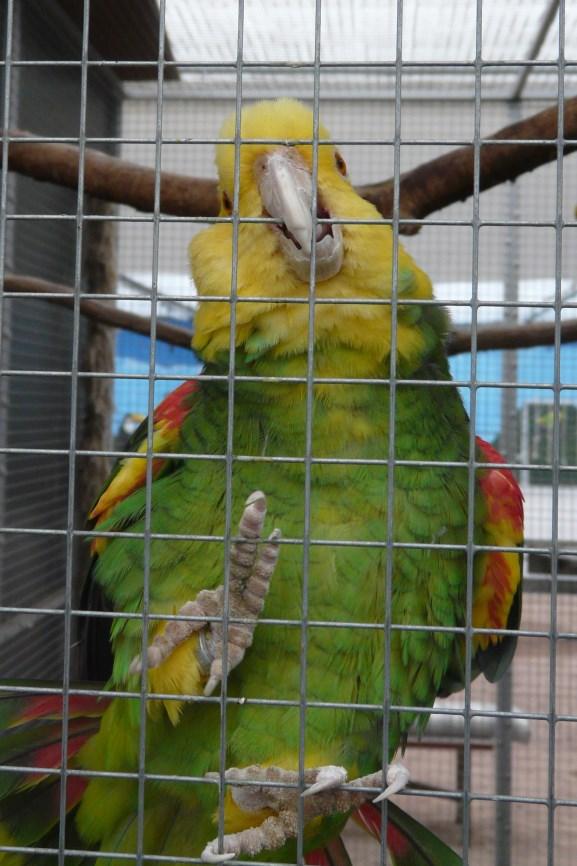 Naam: Coco luchtballon Dubbele geelkop amazone Amazona oratrix magna Engels: double yellow-headed parrot Duits: Gelbkopfamazone Naam: Opa Dubbele geelkop amazone Amazona oratrix Engels: double