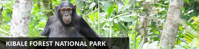 P a g i n a 5 Day 2: Kibale Forest National Park (Mon, 10 February) U wordt opgehaald door uw chauffeur en vertrekt naar het Kibale Forest National Park.