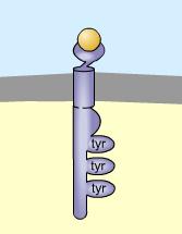 Wat gebeurt er met de receptor nadat het ligand bindt? B. Wat wordt hierdoor geactiveerd? 15.