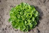 SALANOA ULTIblad groen SALANOA ULTI (eiken)bla groen Salanova e s c a r t e s R ( 7 9-1 5 4 R ) ( p ) N i e u w! aai: w5 - w32. Planten: w12 - w35. Oogst: w28 - w44.