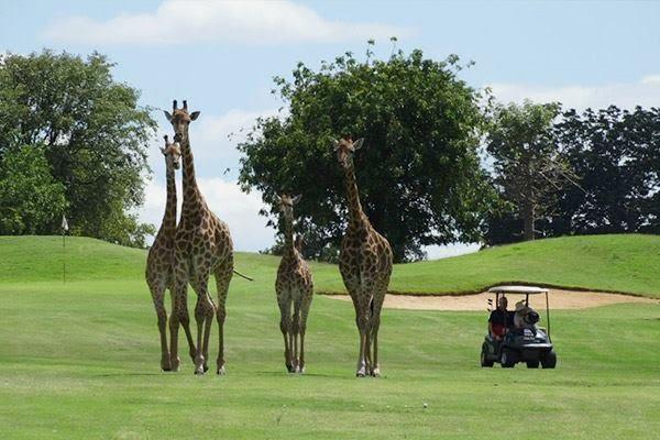 Programma Jullie hebben 7 dagen te besteden waarvan jullie 3 keer gaan golfen, de rest safari, avontuur en ontspanning. De golfbanen bestaan uit een luxe en twee kwalitatieve Afrikaanse golfbanen.