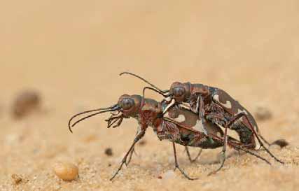 Kampioen Zandloopkevers zijn echte snelheidsduivels. Al rennend kunnen ze een snelheid bereiken van wel negen kilometer per uur.