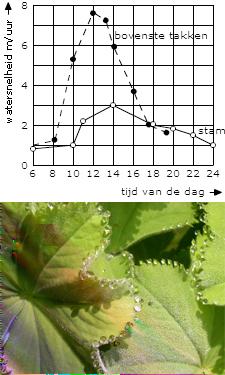 De genoemde experimenten gaven de onderzoekers de indruk dat bij het aanprikken van houtvaten lucht aangezogen werd in plaats van dat er water uitgeperst werd.