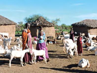 000 arme plattelandsgezinnen bereiken in vijftien dorpen in de districten Simanjiro en Longido.