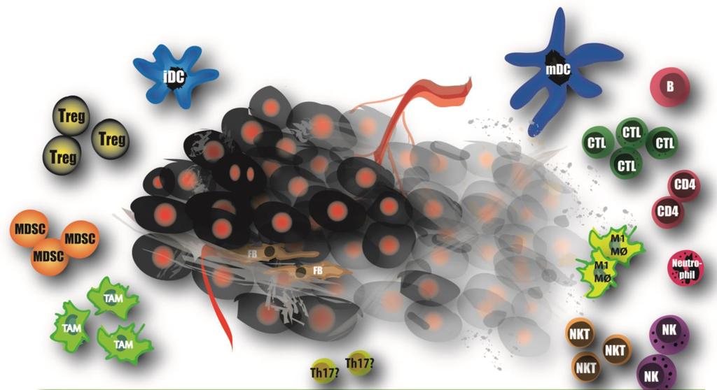 Tumor micro-omgeving M2 M2 M2 Pro-tumor Anti-tumor