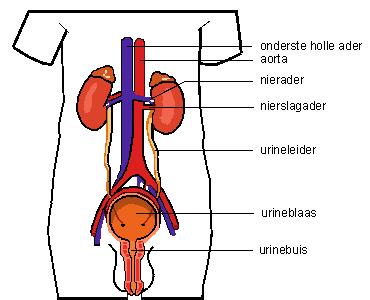 Voorbereiding Het is van groot belang dat u, indien u bloedverdunnende medicijnen gebruikt, dit vooraf bespreekt met de uroloog.