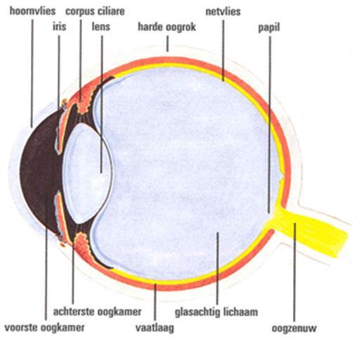 De macula is het gedeelte van het netvlies waarmee u leest, gezichten herkent en details waarneemt.