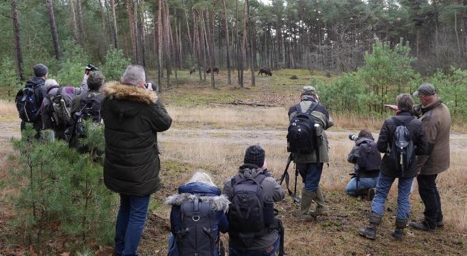 wisent op de Veluwe op het canvas. Ook onthulden zij gezamenlijk een wisent informatiepaneel. Daarna konden de bezoekers deelnemen aan een excursie om de wisenten te zoeken in het veld.