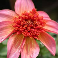 Dahlia 'Totally Tangerine' 100 cm, anemoonbloemig.