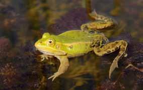 Daarnaast komt de soort ook voor in kleinschalig cultuurlandschap, laagveen en op rivierklei. In deze laatstgenoemde habitats is het een goede indicator voor de waterkwaliteit.