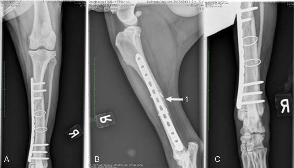 Figuur 12: Craniocaudale (A) en mediolaterale (B) radiografieën van tibia/fibula 3,5 maanden na operatie: gladdere en minder prominente callus (1), osteosynthesemateriaal is nog goed gepositioneerd.