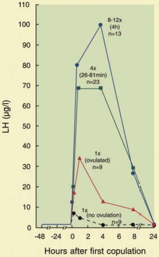 Figuur 4: Serum concentratie van LH (µg/l) na vermelde aantal dekkingen binnen vermelde tijdspanne (uit Schaefers-Okkens en Kooistra, 2010).