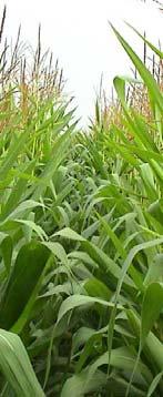 grasland en 12 ha maïs 16 ha blijvend grasland rond de stal 12 ha