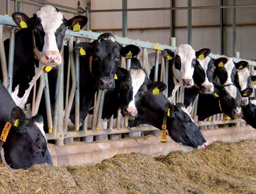 Bonsilage Fit zet melkzuur en azijnzuur om in propyleenglycol Gras onder de loep Barenbrug introduceert nieuwe kuilverbeteraar Fitte koeien met Bonsilage Fit Naast Bonsilage Plus introduceert