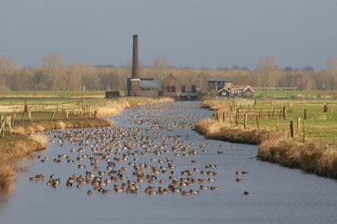 De Konvo Een uitgave van de KNNV Amersfoort e.o. nr. 45 november 2014 Dit beeld kunnen we binnenkort tegemoet zien: duizenden smienten rond het stoomgemaal Hertog Reinout in de polder Arkemheen.