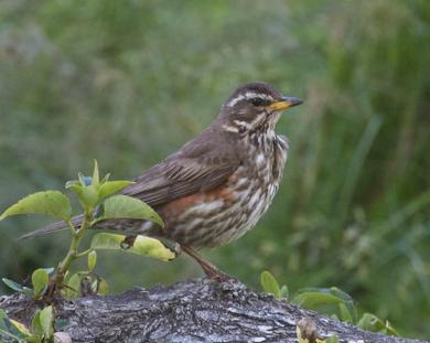 Verslag vogelexcursie Blauwe Kamer door Henk Bokkers Bij aankomst, zaterdag 25 oktober in het natuurgebied De Blauwe Kamer, tussen Rhenen en Wageningen, hing er nog een beetje nevel.