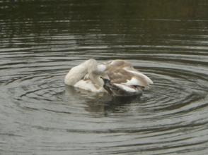 Zeker als ze aan het broeden zijn, wordt het nest met snavel en tand verdedigd. Hun dreighouding is echt imposant.