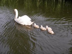 De jongen moeten zelf voedsel zoeken; daar doen de ouders niets aan maar in het begin zal dat niet veel zijn.