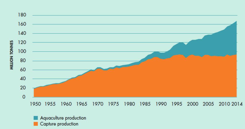 Sterke groei wereldwijde visproductie De productie van vis in de wereld is de laatste vijf decennia gestaag gegroeid. Doordat visvangsten beperkt zijn, komt de groei voornamelijk uit de aquacultuur.