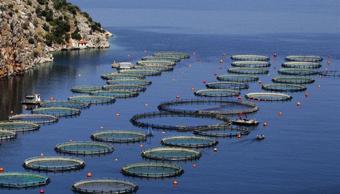 org) World capture fisheries and aquaculture production Million tonnes 180 160 140 120 100 80 60 40 20 0 1950 1955 1960 1965 1970 1975 1980 1985 1990 1995 2000 2005 2010 2014 Aquaculture production