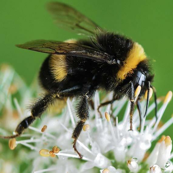 Er is een verschil tussen wespen, bijen, hommels, en zweefvliegen en dat zie je zo: Honingbij: slank gebouwd - licht behaard - bruin/zwart - meestal in nabijheid van