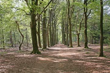 orientalis en afrika museum - op T-splitsing bij bank linksaf, door beukenlaantje 8. Beukenlanen De beukenlanen in het bos zijn typerend voor de landgoederen die hier vanaf de 17de eeuw zijn gesticht.