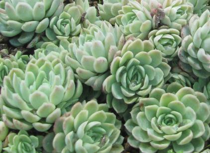 Echeveria