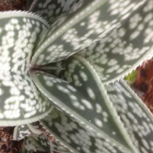 Gasteria