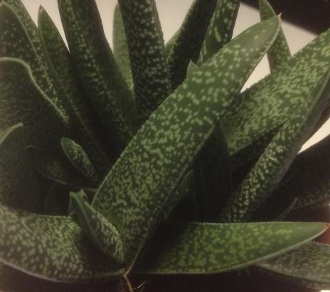 Gasteria