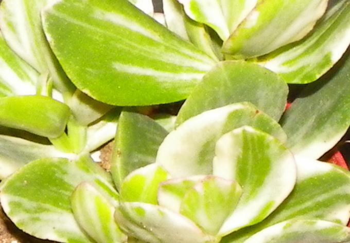 Crassula