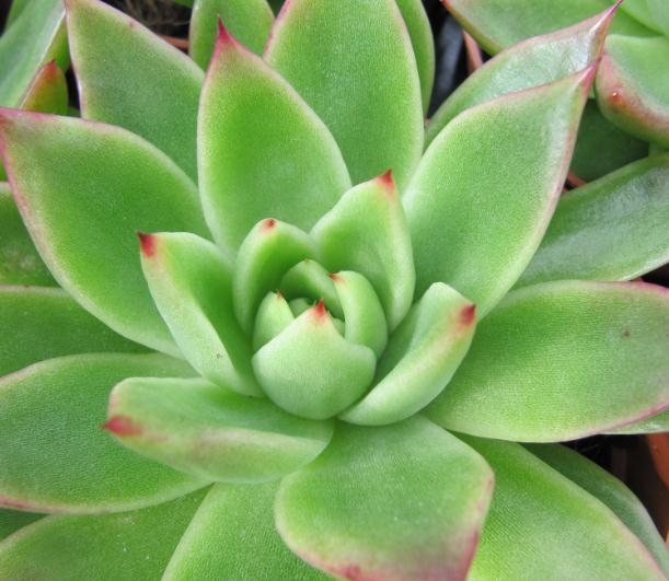 Echeveria