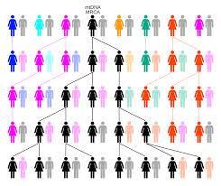 Common variants met small effect size draagt iedereen in meer/mindere mate met zich mee omdat je ze in alledaagse