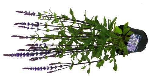 Ruim assortiment WEBER!!!! SUPER KOOPJE Salvia b f / g i 17 cm, d ca. 50 cm Salvia nemorosa Caradonna.