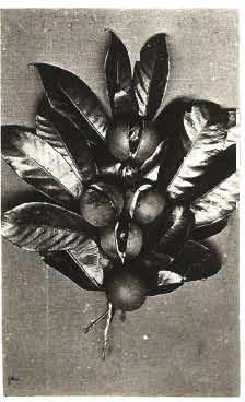 Plaat/Plate 104 Woodbury & Page, Vruchten van de nootmuskantboom/ Fruits