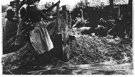 31 William Harrison, Forêt de Fontainebleau, c. 1869. Woodburytypie/woodburytype, 18,5 x 17,2 cm. 34 Peter Henry Emerson, Het ontschillen uan ujilgetakken/ Osier Peeling, 1888.