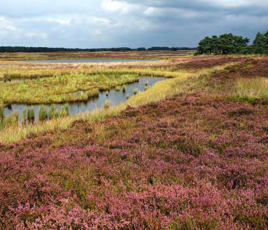 6 Hijkerveld kaart Waar pad een lange bocht naar links maakt, ligt recht voor u het raster van het Hijkerveld. Neem daar bospad LA. U loopt in de richting van een boombank op de Tiensprong.