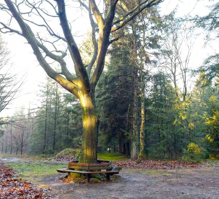 7 Tiensprong kaart Neem op de Tiensprong rond de boombank derde pad naar rechts. Vlakbij het raster van het Hijkerveld maakt het paadje scherpe bocht naar links. Einde paadje op breder pad RA.