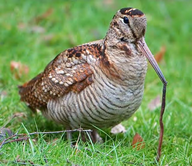 8 Houtsnip kaart Voorbij de hoge douglasspar aan uw rechterhand direct naast het pad neemt u, waar het pad een beetje omhoog loopt, een gedeeltelijk met heide begroeid paadje LA.