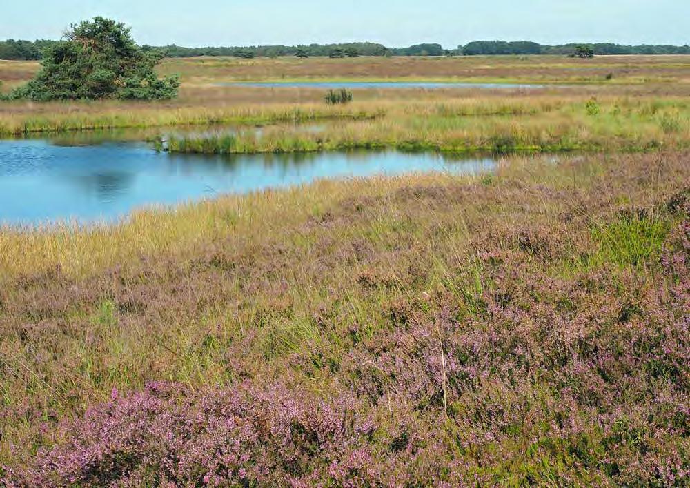 Routebeschrijving Kortewegsbos LA linksaf, RA rechtsaf, RD rechtdoor 1 N.V. Ontginning Smilde kaart Vanaf het zandpad neemt u aan de bosrand RA paadje langs sloot.