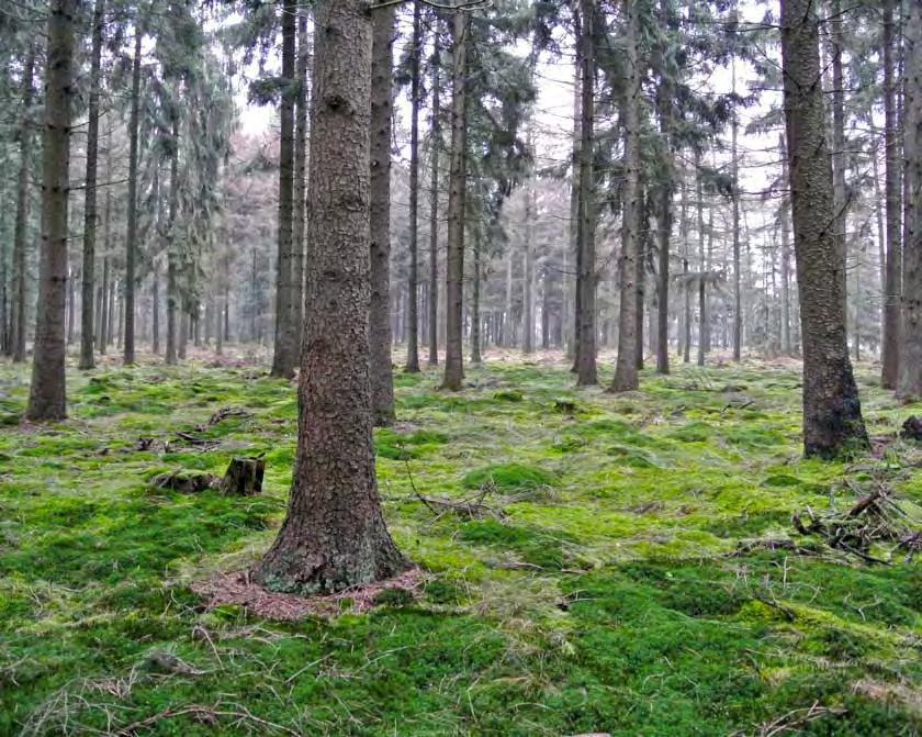 Een van de grootste vraagstukken die Het Drentse Landschap moet oplossen, is hoe je met de heide op het landgoed moet omgaan. Een heideveld waar je niets aan doet, wordt onherroepelijk een bos.