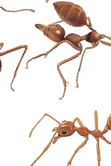 39 / mier topdier mierenalarm Mieren hebben behalve de volg-me - boodschap nog heel wat andere signaalgeuren.
