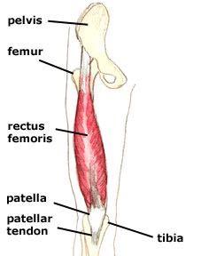 Apofysitiden Ziekte van Sever Osgood Schlatter van Nugteren K., Winkel D.